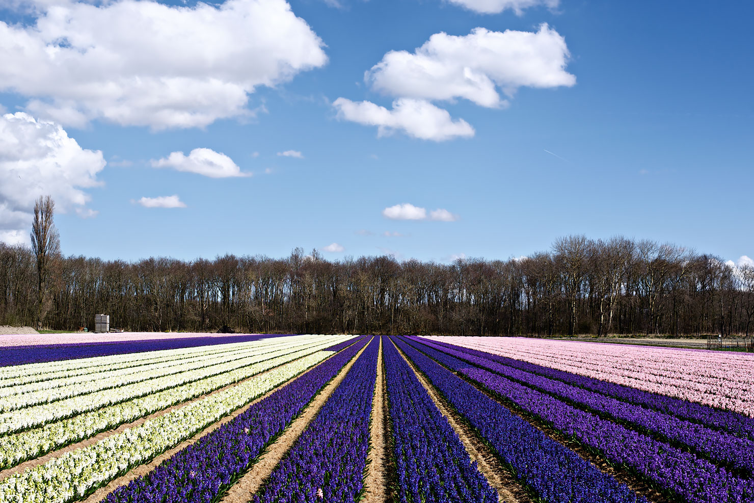 Flower fields with hyacinths in the Netherlands