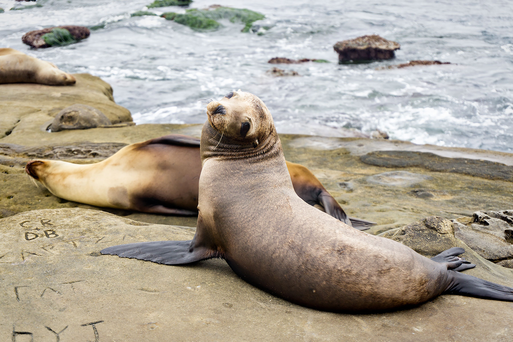Reviewing the mirrorless Sony A6000 in San Diego and La Jolla