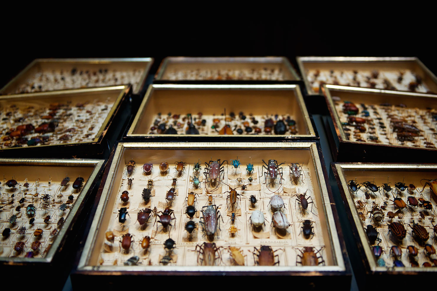 Collection of beetles at Two Temple Place - the most extraordinary mansion in London.