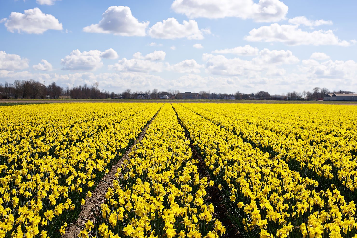 Urban Pixxels turns two