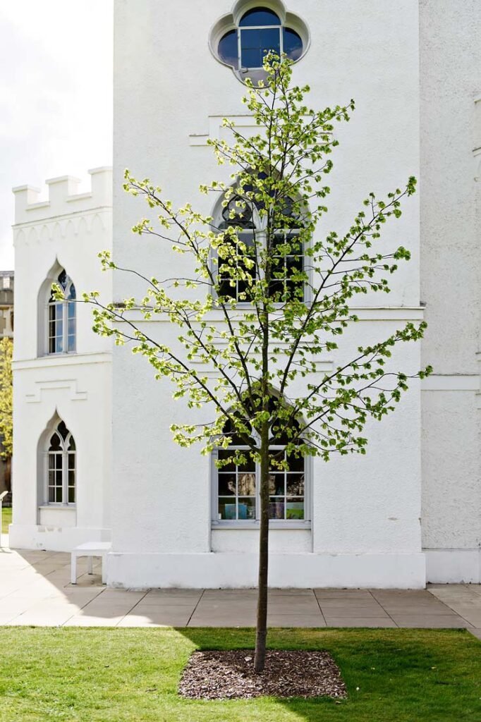 Strawberry Hill House