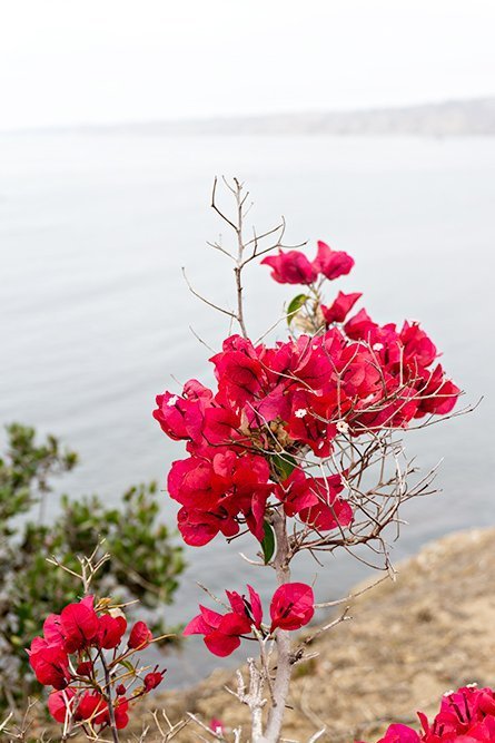 Reviewing the mirrorless Sony A6000 in San Diego and La Jolla