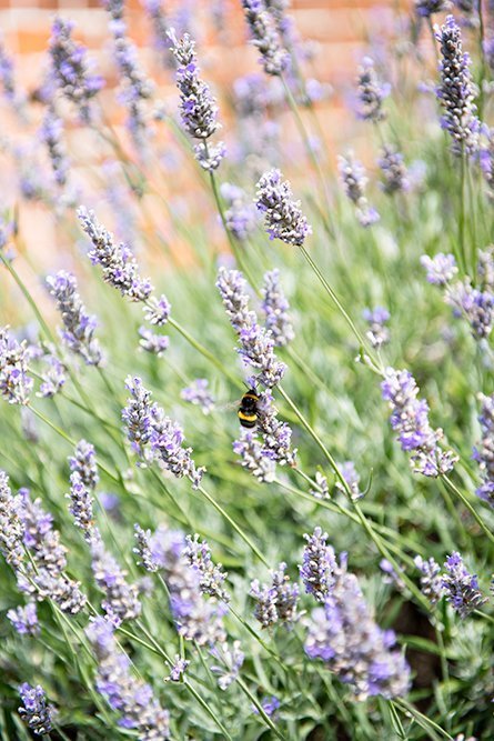 The beautiful gardens at Osterley Park, an 18th century country estate in London.