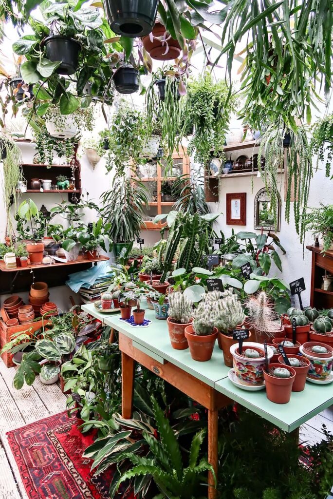 Brighton - Day Trip from London, Things to Do. Spiderplant