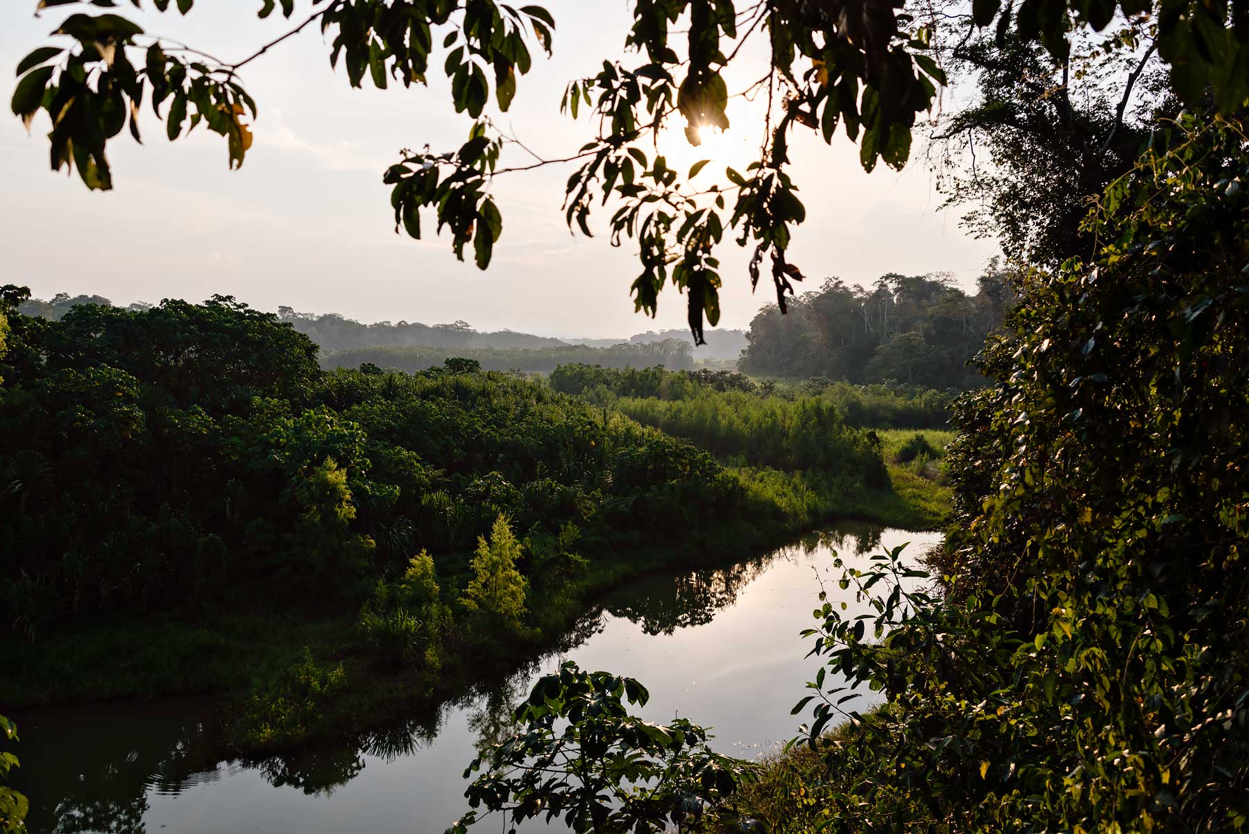 Attacked by a poisonous spider in the Amazon jungle