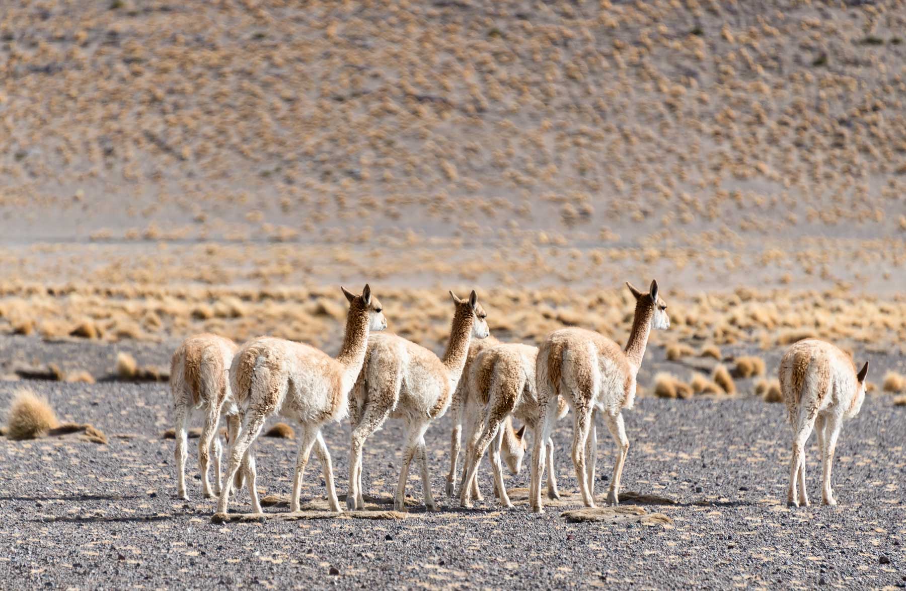 Vicugna - Salar de Uyuni: 5 Unforgettable Experiences on Bolivia's Salt Flats and Colored Lagoons