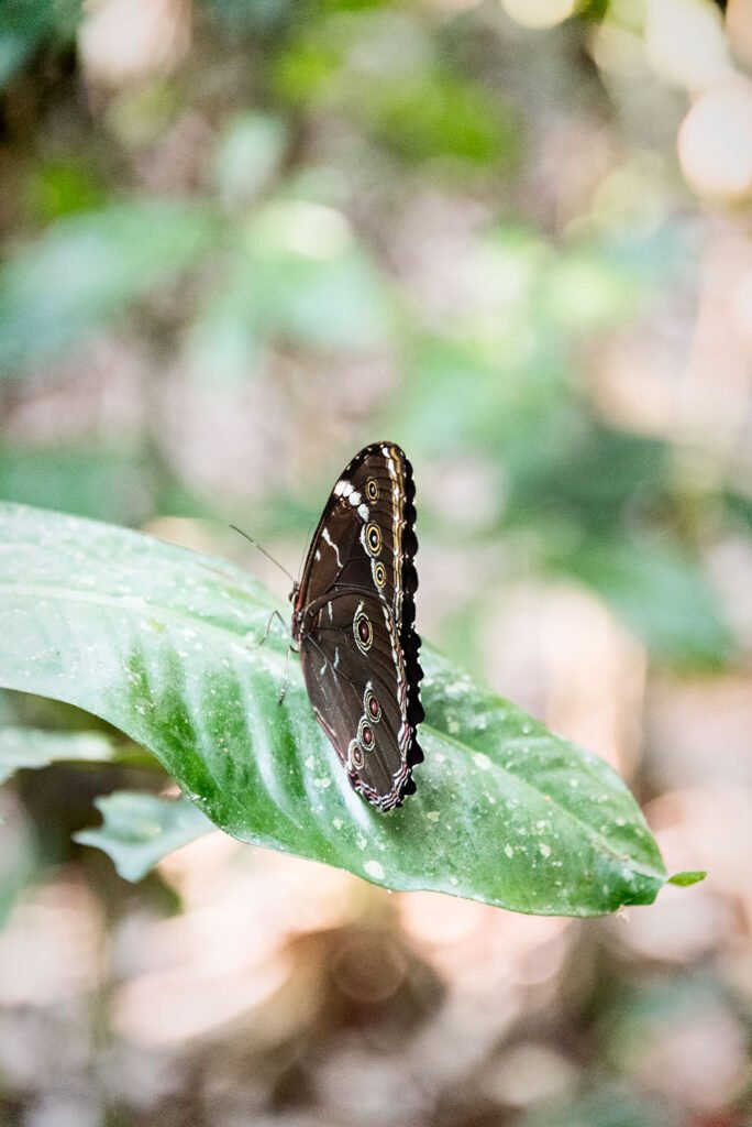 The largest butterfly of the Amazon Jungle, Blue Morpho in Madidi National Park in Bolivia