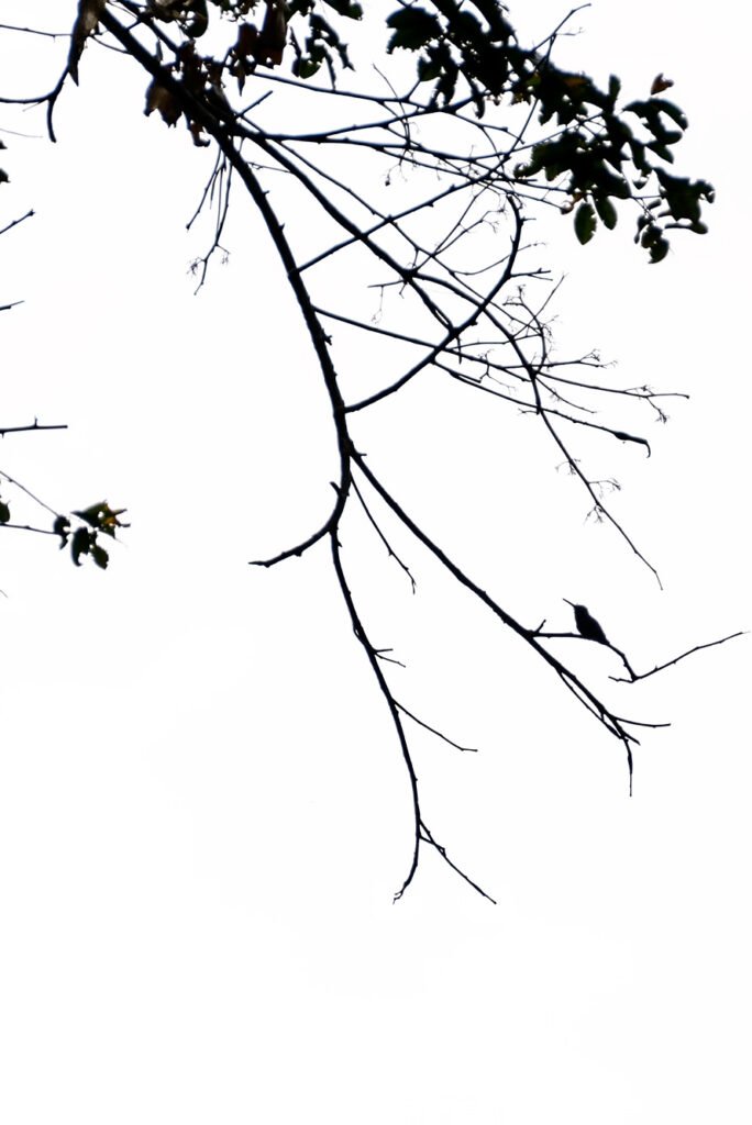 Hummingbird in a tree in Madidi National Park in Bolivia