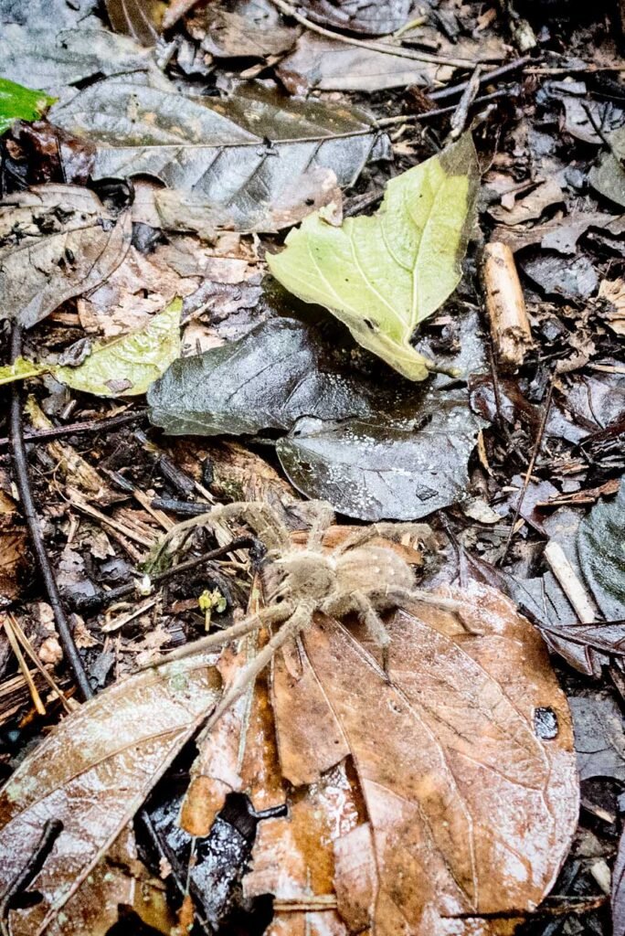 The jumping spider or red mouth spider in Madidi National Park, Bolivia. This one was hiding in my rubber boot and bit me.