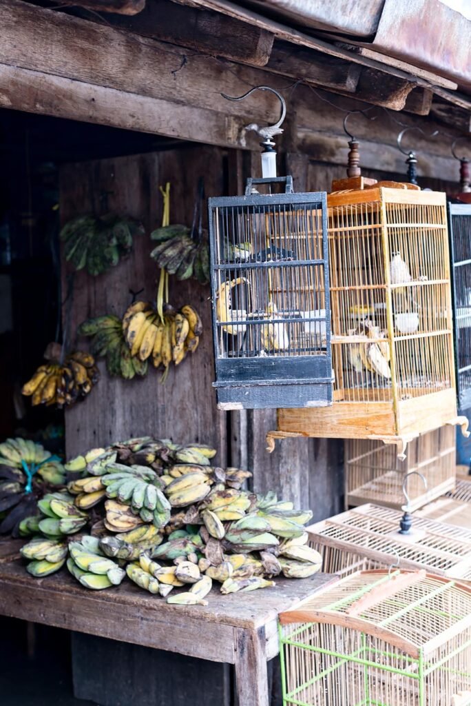 8 Interesting Things to Do and See in Yogyakarta | Bird Market