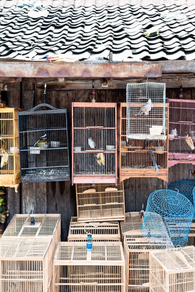 8 Interesting Things to Do and See in Yogyakarta | Bird Market
