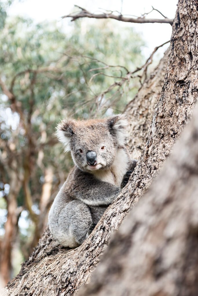 The Great Ocean Road in One Day from Melbourne + video | Koala