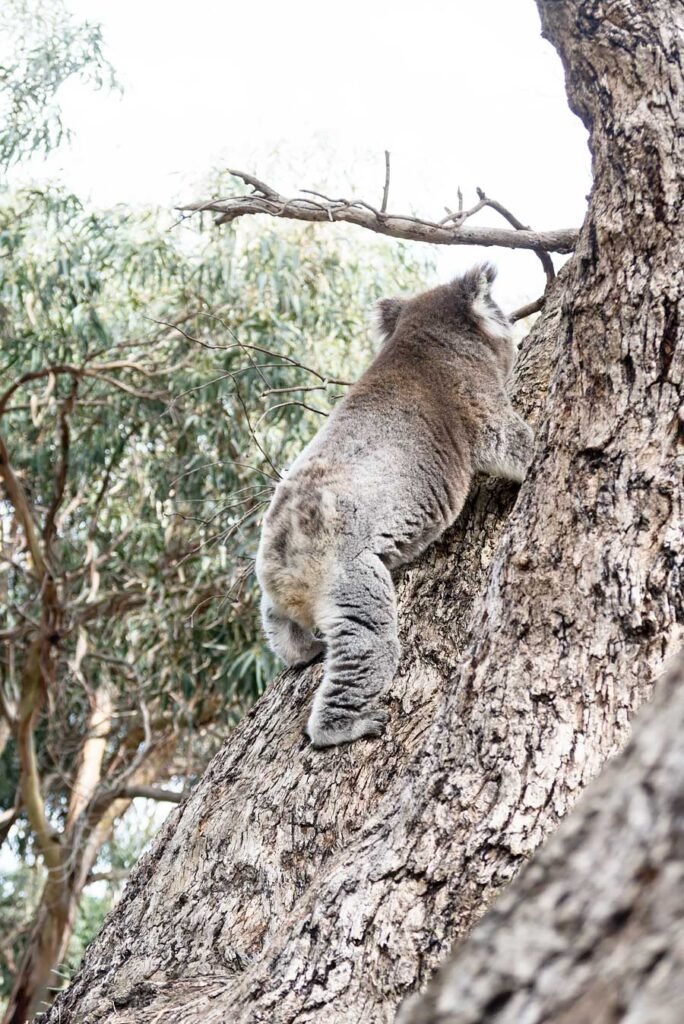 The Great Ocean Road in One Day from Melbourne + video | koala