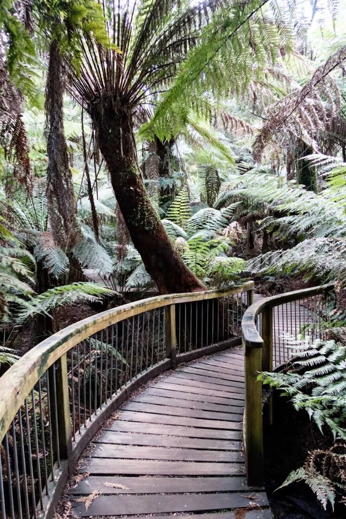 The Great Ocean Road in One Day from Melbourne + video | Great Otway National Park