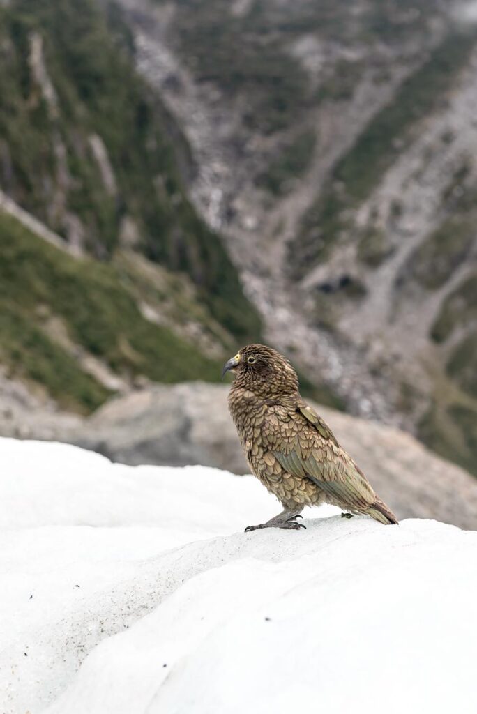 Franz Josef Glacier Helicopter Hike: an Icy Adventure in New Zealand - One of the best things to do on the South Island