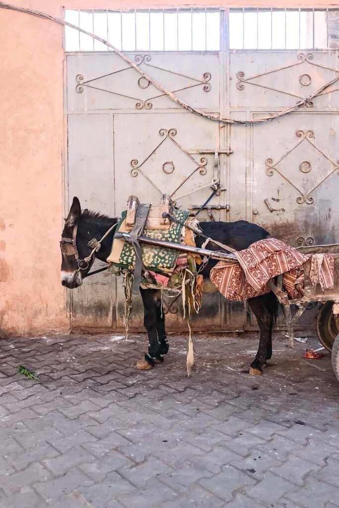 10 Amazing Things to Do in Marrakech (Marrakesh), Morocco - Donkey