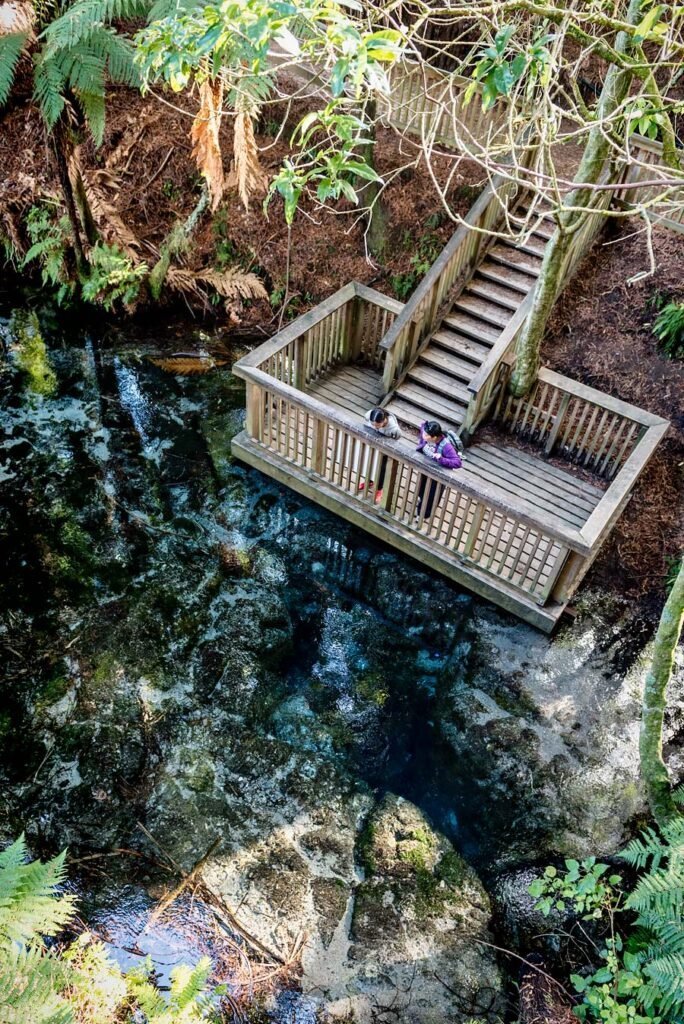 Hamurana Springs in Rotorua | New Zealand's North Island in 1 Week: Road Trip Highlights and Itinerary