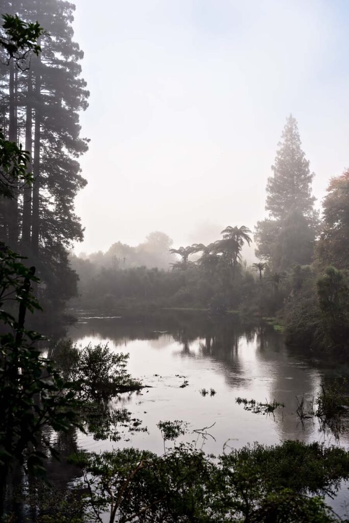 Hamurana Springs in Rotorua | New Zealand's North Island in 1 Week: Road Trip Highlights and Itinerary