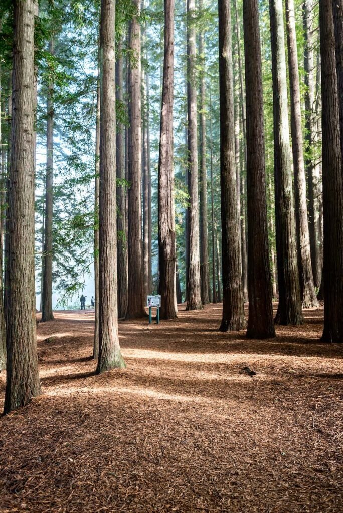 Hamurana Springs and Redwood Grove in Rotorua | New Zealand's North Island in 1 Week: Road Trip Highlights and Itinerary