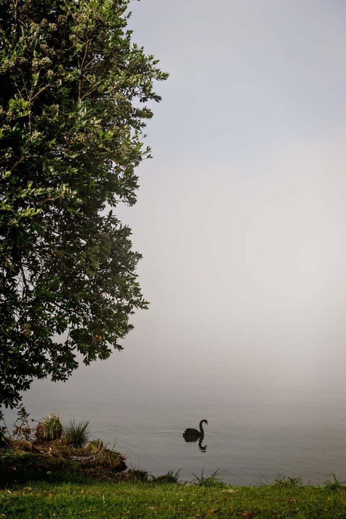 Rotorua Lake | New Zealand's North Island in 1 Week: Road Trip Highlights and Itinerary