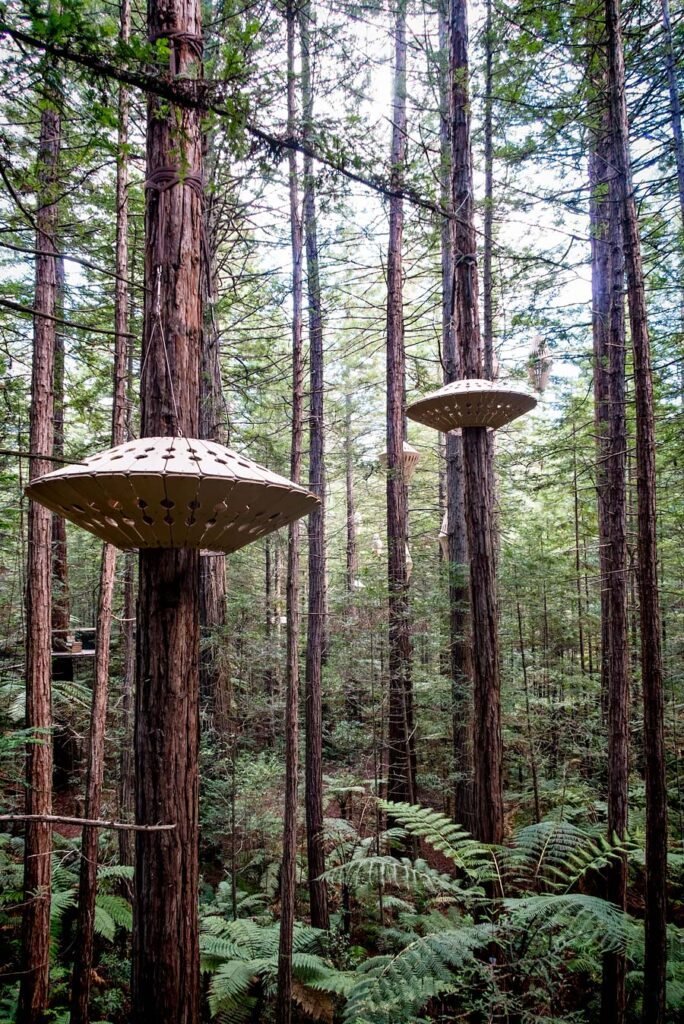 Redwoods Treewalk in Rotorua | New Zealand's North Island in 1 Week: Road Trip Highlights and Itinerary