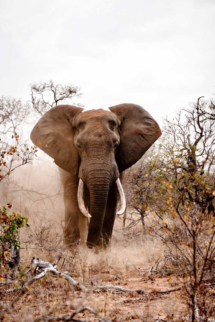 Elephant in South Africa - - Check out my review of staying at Klaserie Sands River Camp, a beautiful boutique (4 suites), luxury safari lodge in Greater Kruger (Big 5), South Africa