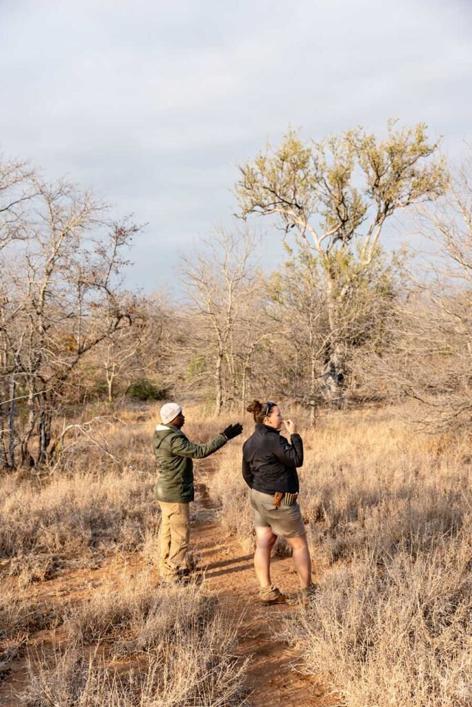 Game drive guide and tracker looking for animals in South Africa - - Check out my review of staying at Klaserie Sands River Camp, a beautiful boutique (4 suites), luxury safari lodge in Greater Kruger (Big 5), South Africa