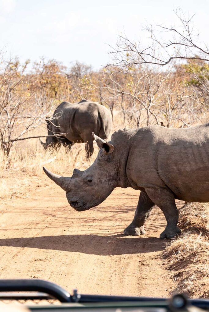 Rhino crossing the road in South Africa - - Check out my review of staying at Klaserie Sands River Camp, a beautiful boutique (4 suites), luxury safari lodge in Greater Kruger (Big 5), South Africa