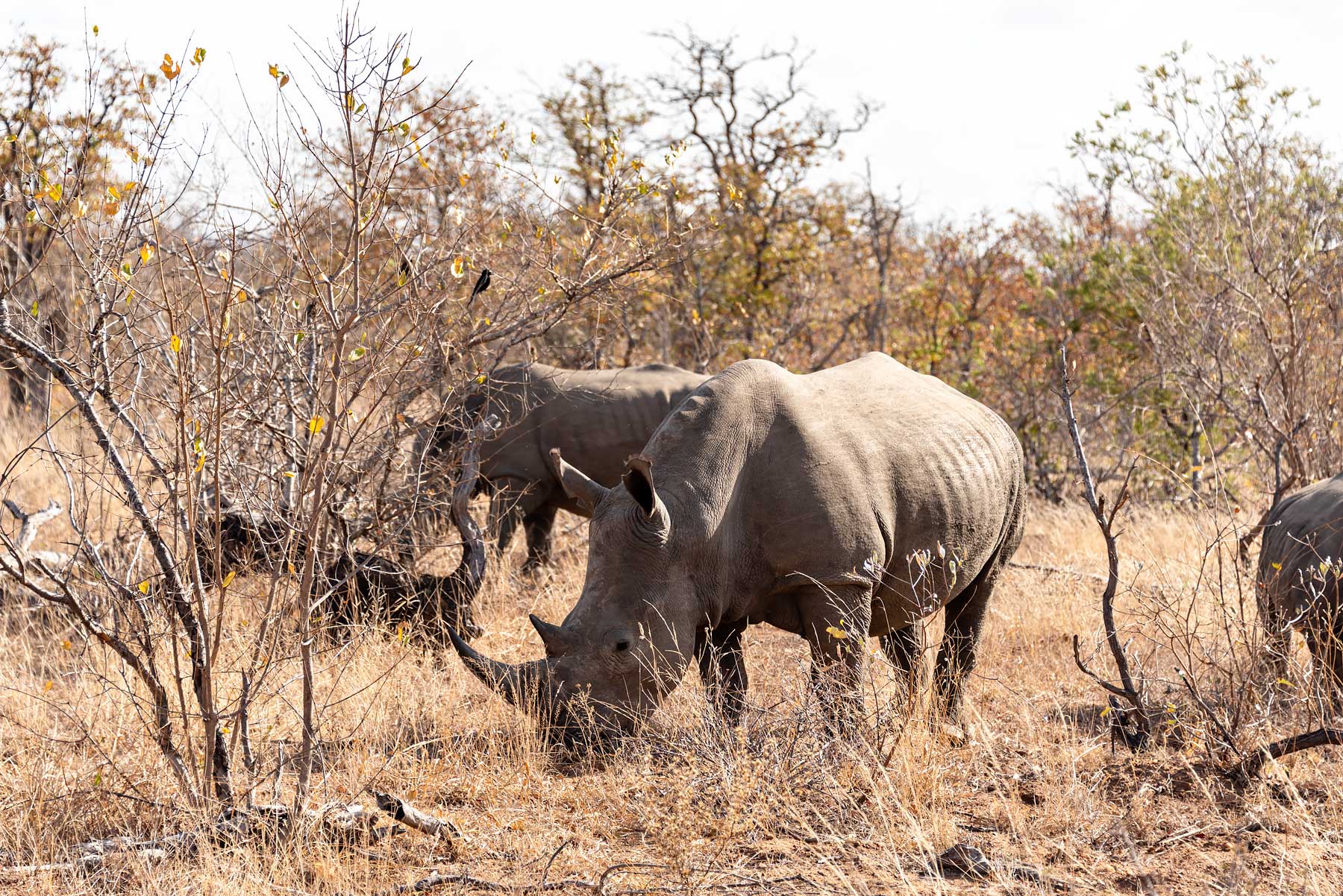 Rhinos in South Africa - - Check out my review of staying at Klaserie Sands River Camp, a beautiful boutique (4 suites), luxury safari lodge in Greater Kruger (Big 5), South Africa