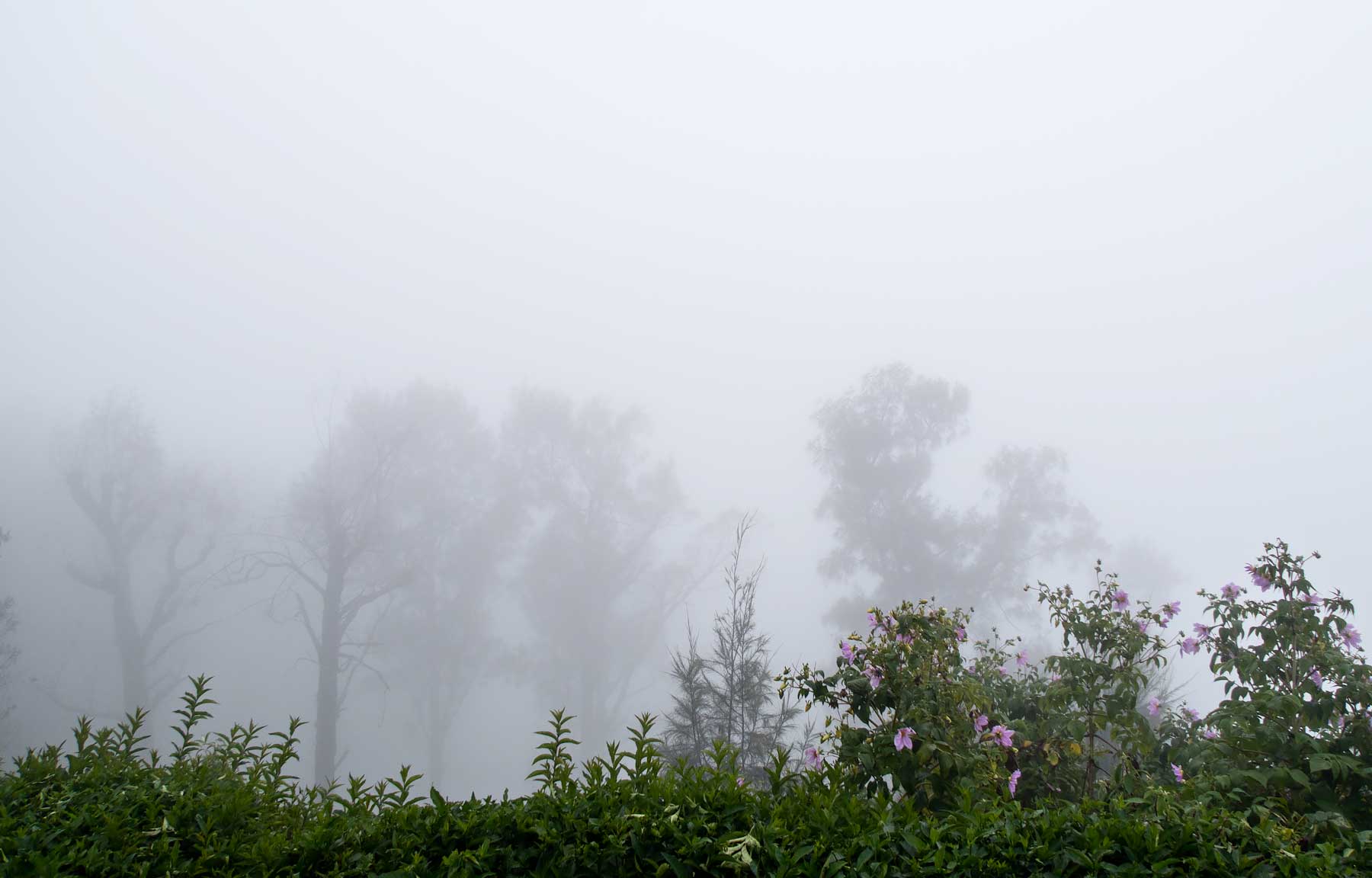 Fog instead of a spectacular view at sunrise. Read the review of my Mount Bromo Tour: Climbing an active volcano in East Java, Indonesia on Urban Pixxels.