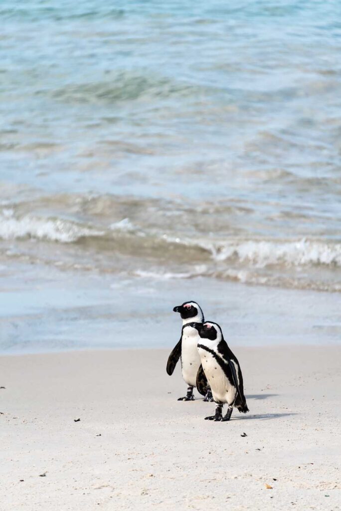 Boulders Penguin Colony at Simon's Town. South Africa in 3 Weeks | The Perfect South Africa itinerary for your first trip.