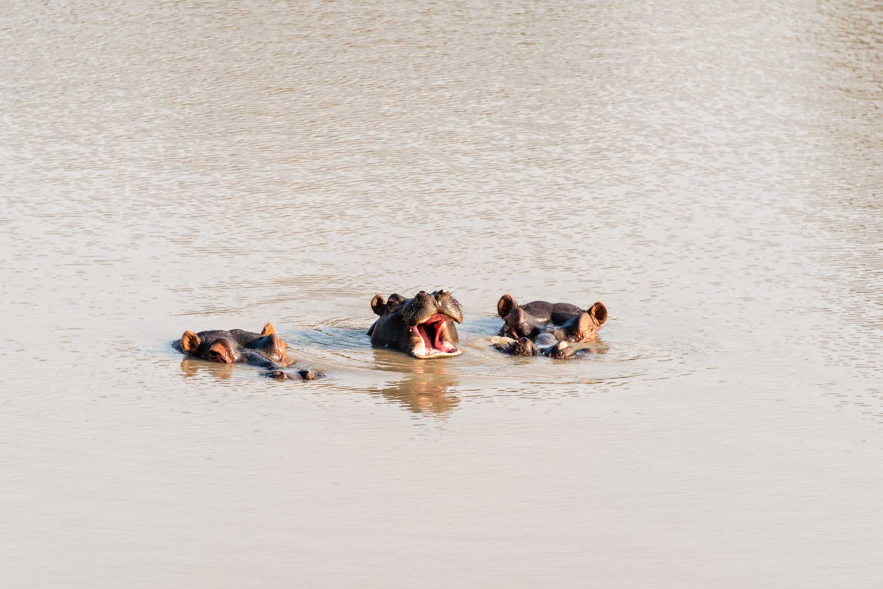 Family of Hippos in Kruger Park (Phelwana Game Lodge). South Africa in 3 Weeks | The Perfect South Africa itinerary for your first trip.