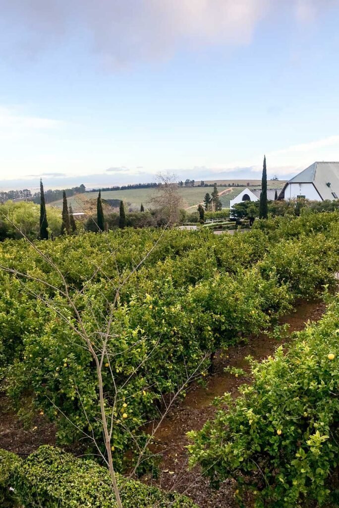 Marianne Wine Estate in Stellenbosch. South Africa in 3 Weeks | The Perfect South Africa itinerary for your first trip.