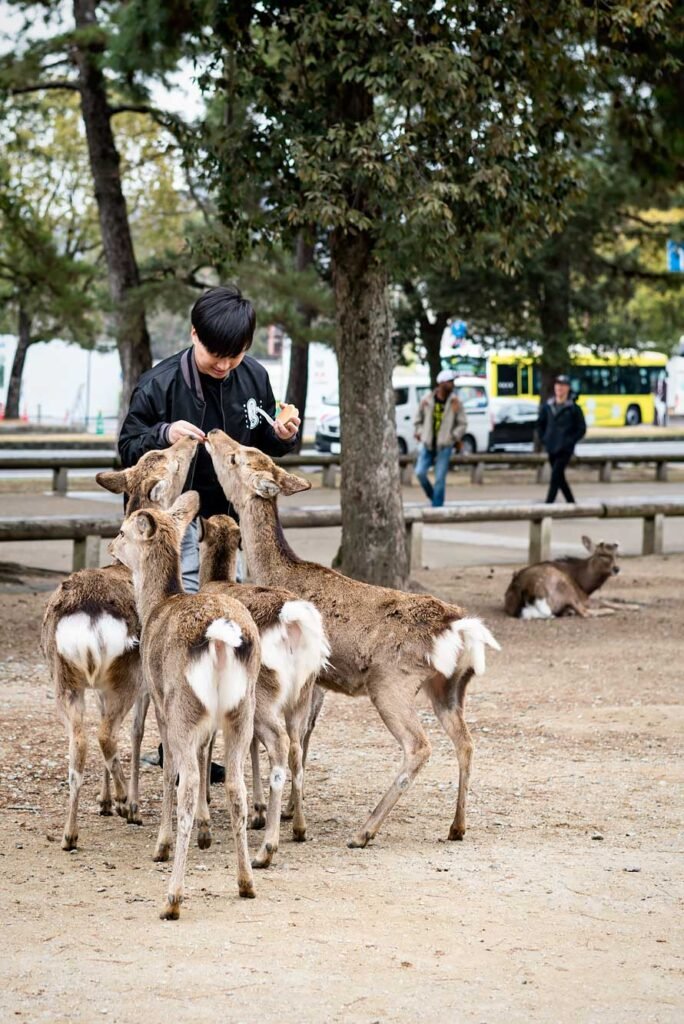 Feeding the deer in Nara Park, Japan. Nara is a great day trip from Kyoto or Osaka.