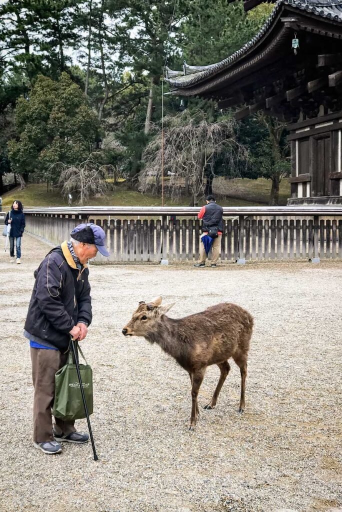 Deer roaming around Nara Park, Japan. Nara is a great day trip from Kyoto or Osaka
