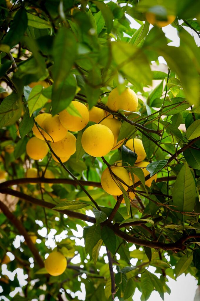 Sinaasappelboom bij het Real Alcázar de Sevilla, het koninklijk paleis van Sevilla