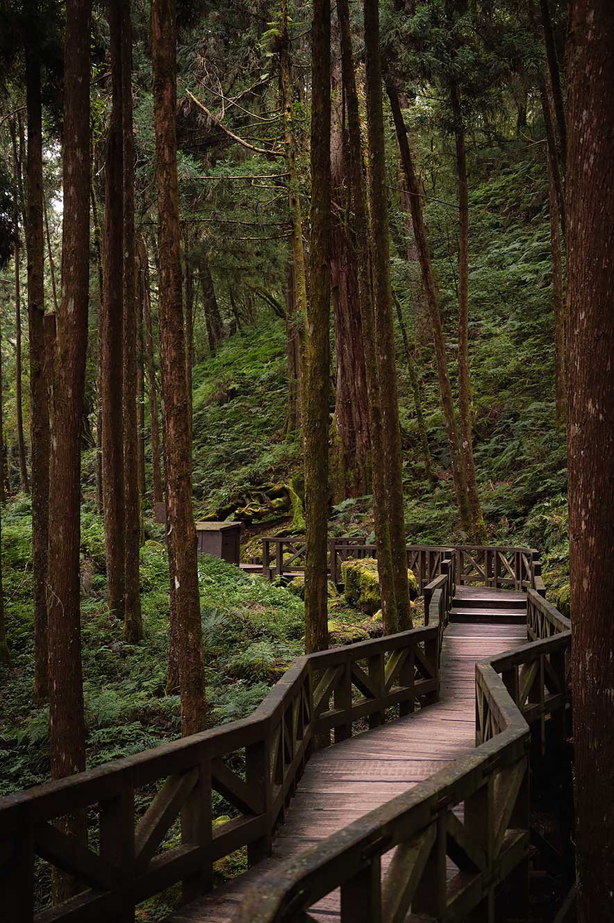 Alishan Giant Tree Boardwalk route. Wandelen tussen gigantische cipresbomen.