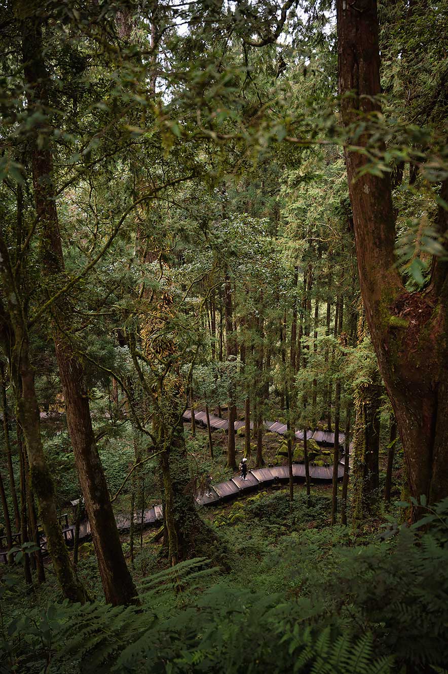 Alishan Giant Tree Boardwalk route. Wandelen tussen gigantische cipresbomen.