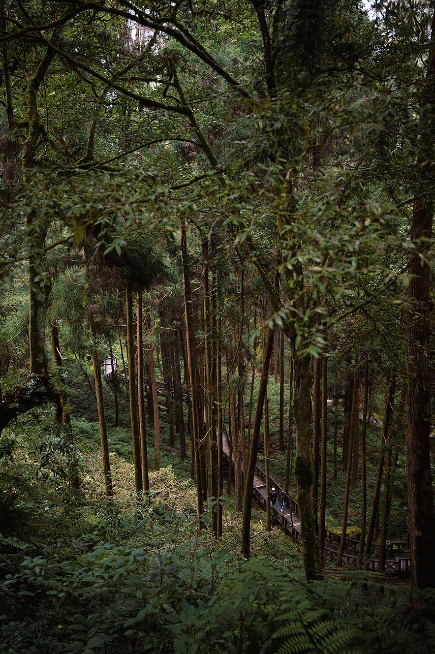 Alishan Giant Tree Boardwalk route. Wandelen tussen gigantische cipresbomen.