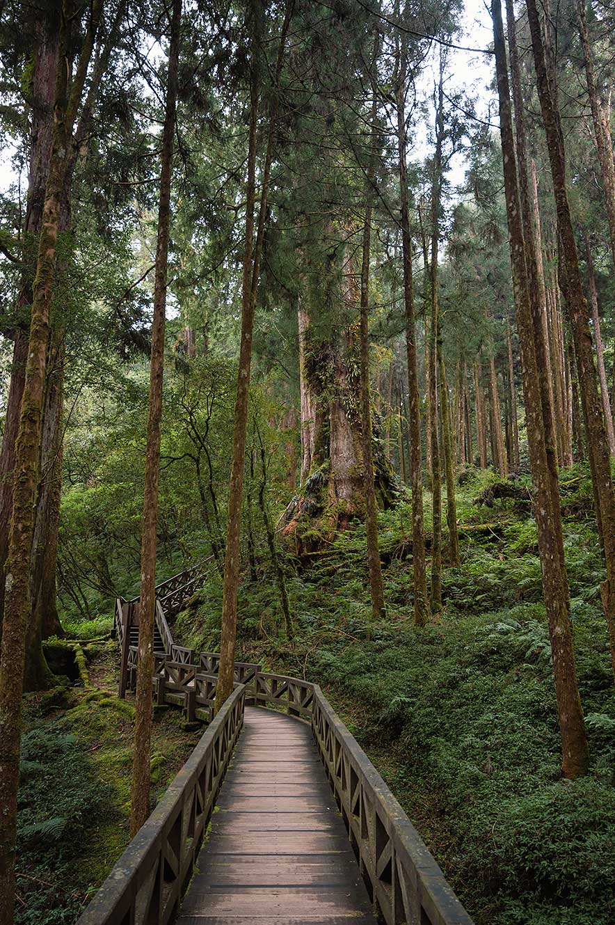Alishan Giant Tree Boardwalk route. Wandelen tussen gigantische cipresbomen.