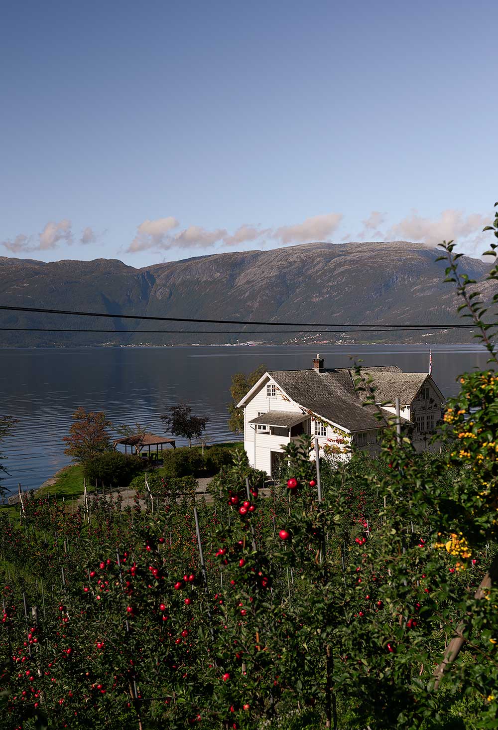 De fruittuin van Noorwegen rond het Hardangerfjord, een leuke dagtrip vanuit Bergen - met appels en een wit houten huis aan het water