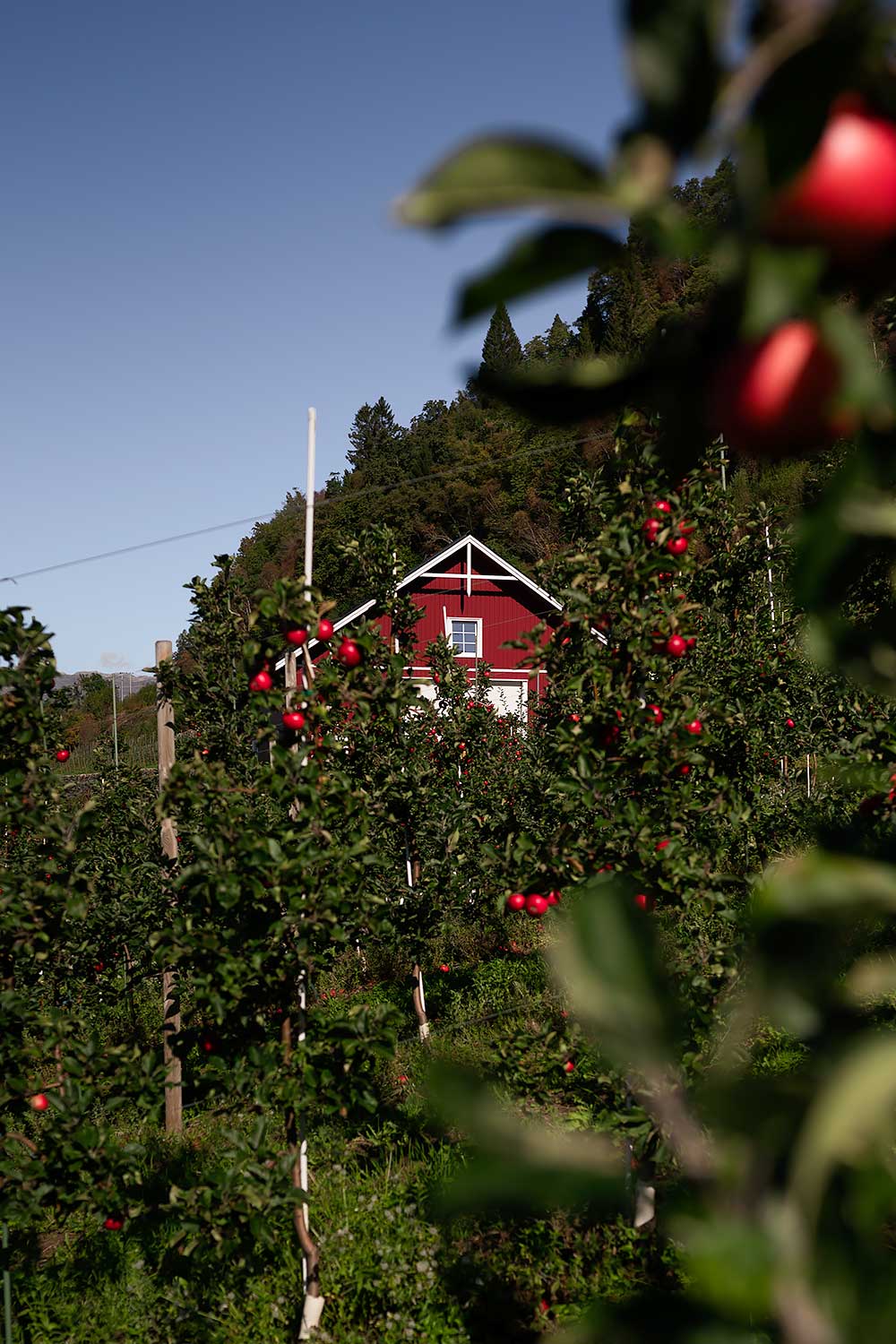 Fruittuin van Noorwegen aan het Hardangerfjord, een geweldige dagtrip vanuit Bergen - met rode appels en een rood houten huis