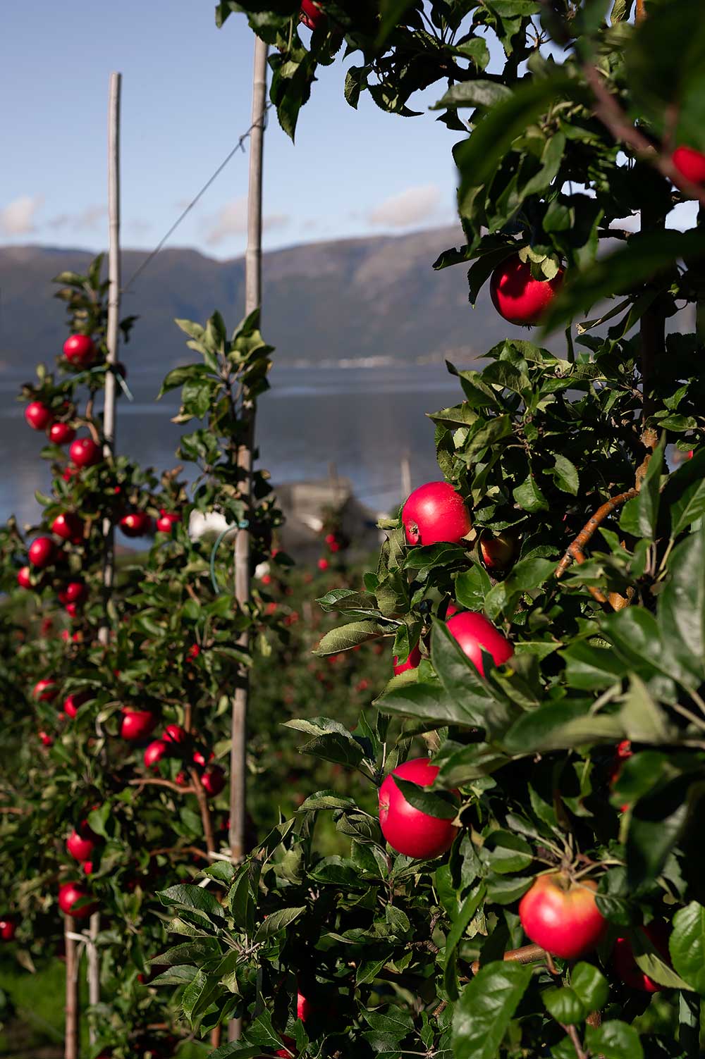 Fruittuin van Noorwegen aan het Hardangerfjord, een geweldige dagtrip vanuit Bergen - met rode appels