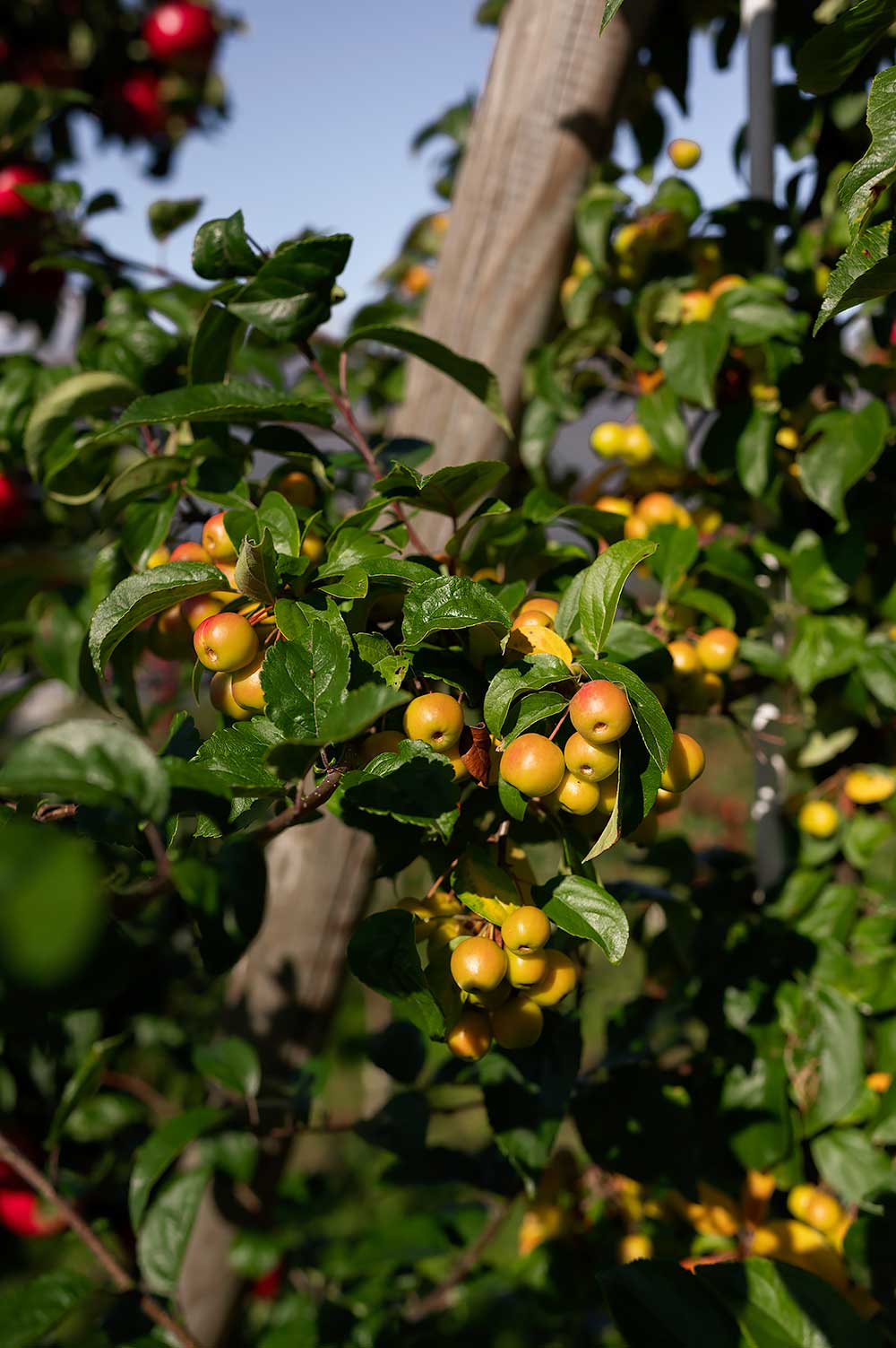 De fruittuin van Noorwegen rond het Hardangerfjord, een leuke dagtrip vanuit Bergen - met appels