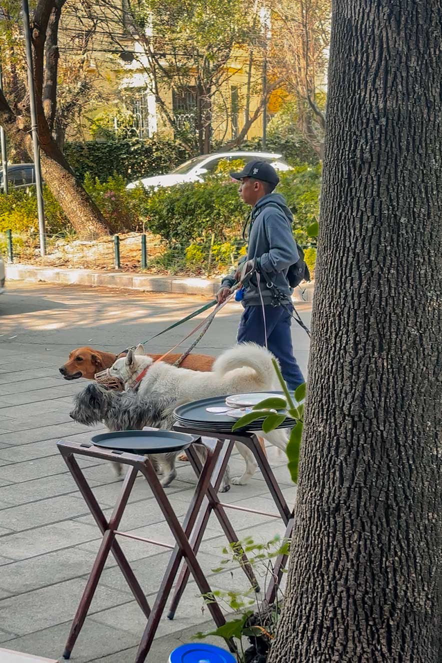 Dog walker in Condesa, Mexico City