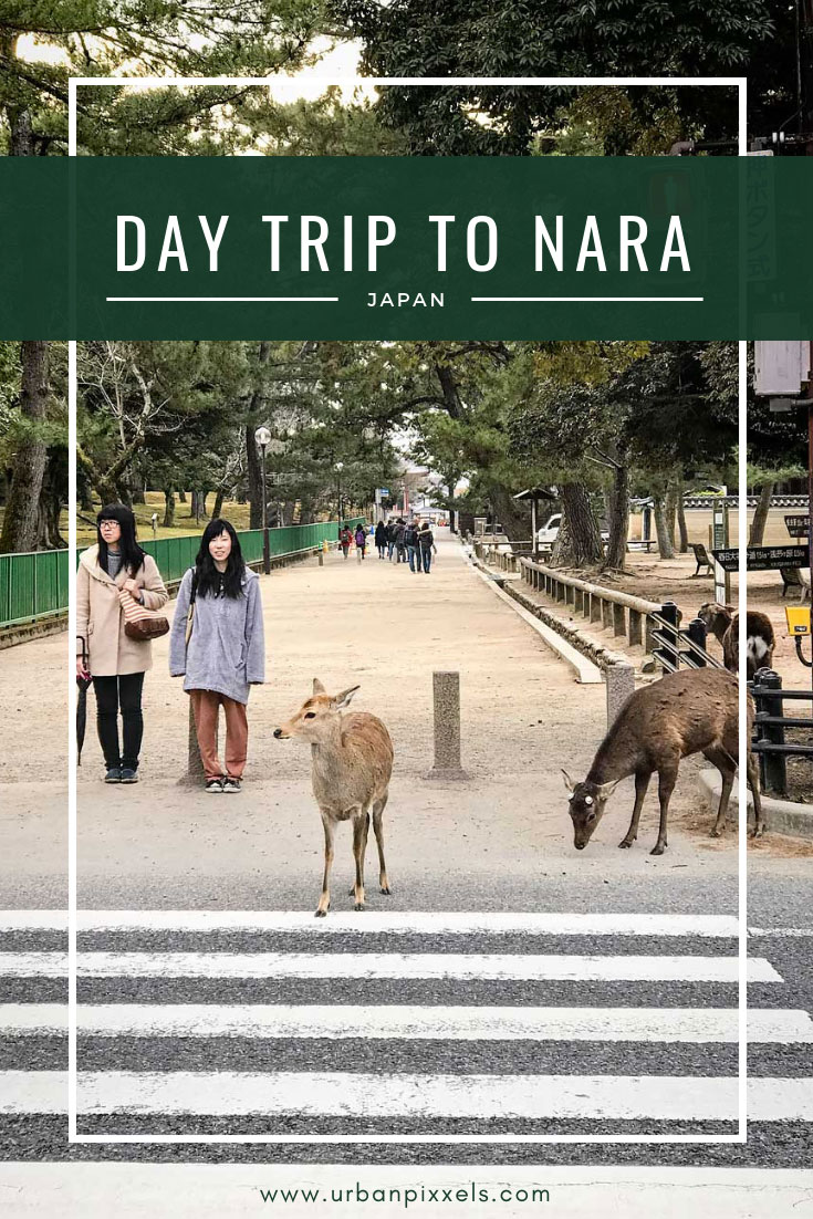 Day trip to Nara, Japan from Osaka. Nara is a great place to visit for a day with its 1200 roaming deer in Nara Park and the Great Buddha.