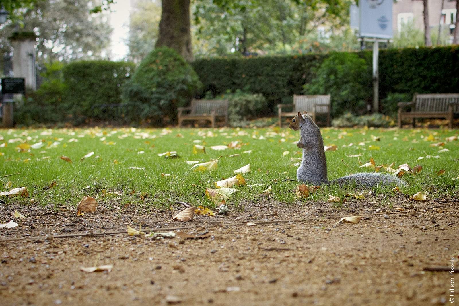Geffrye Museum Garden