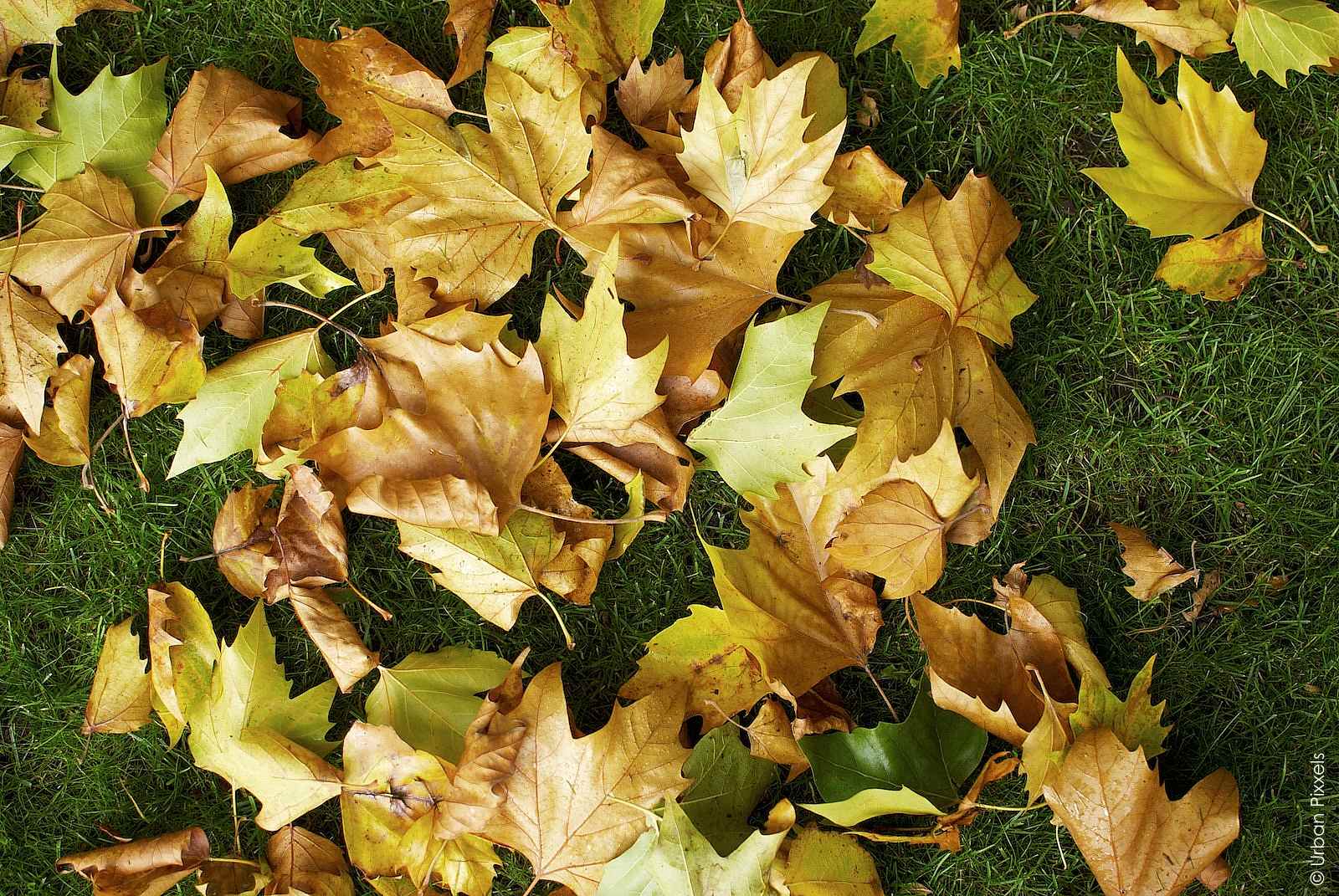 autumn leaves in London Geffrye Museum garden